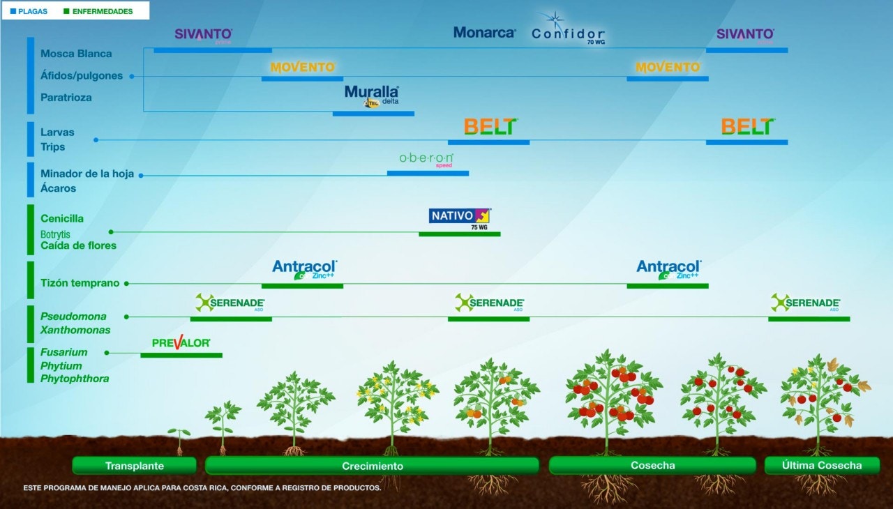 Fenología Arroz