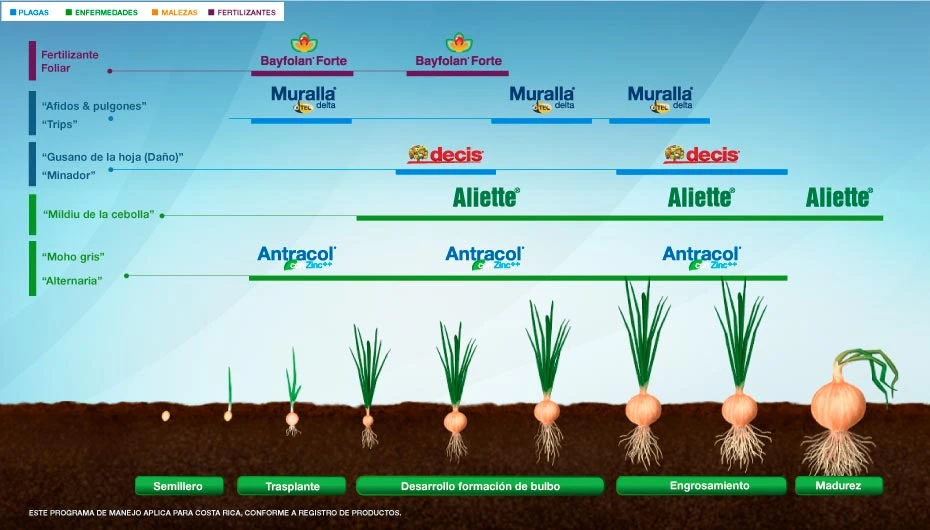 Fenología Arroz