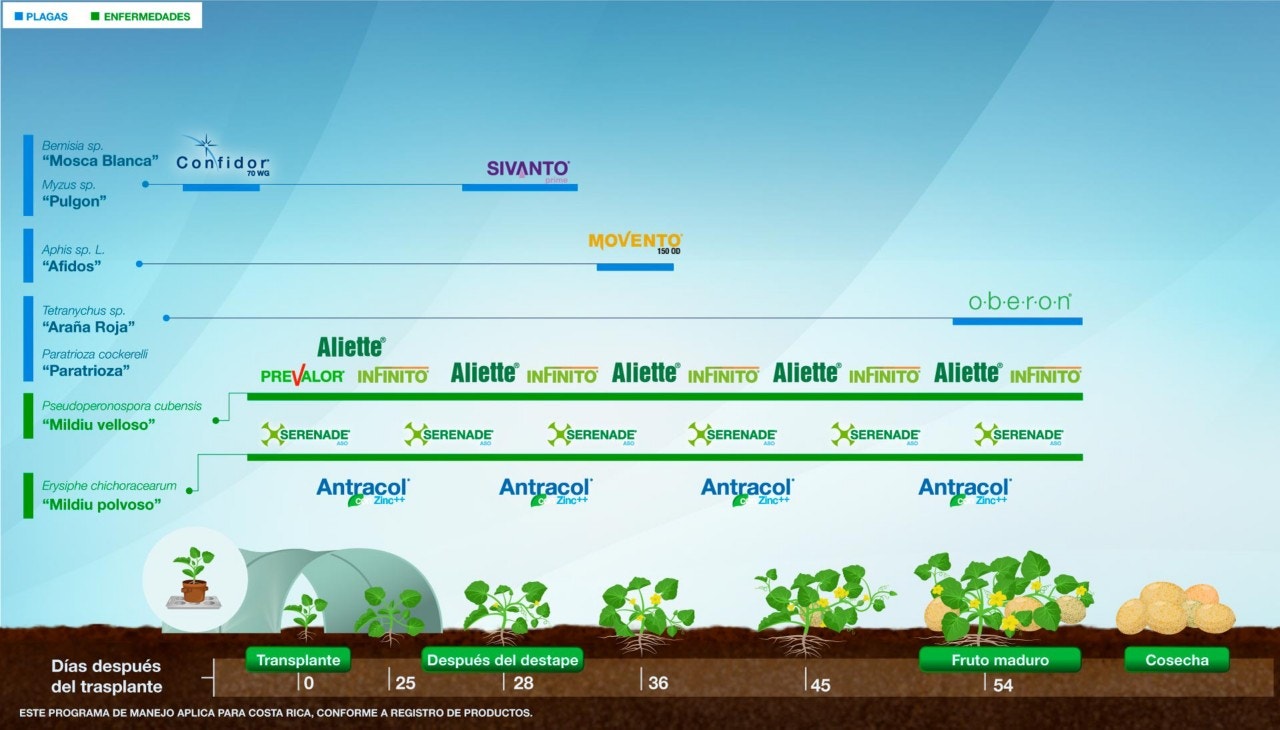 Fenología Arroz